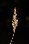 Prairie sedge